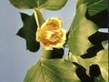 Liriodendron tulipifera Image 5