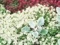 Lobularia maritima var benthamii Image 1