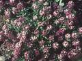Lobularia maritima Oriental Nights Image 1