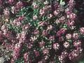 Lobularia maritima Orientalische Nachte Image 1
