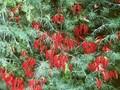 Lotus berthelotii Image 1