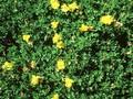 Lotus corniculatus Plenus Image 1