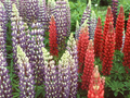 Lupinus polyphyllus Image 1