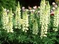 Lupinus Chandelier Image 1