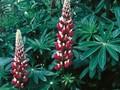 Lupinus Chatelaine Image 1
