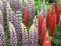 Lupinus Edelknabe Image 1