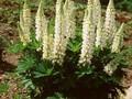 Lupinus Fraulein Image 1