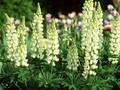 Lupinus Kronleuchter Image 1