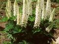 Lupinus La Demoiselle Image 1