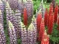Lupinus Les Pages Image 1