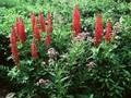 Lupinus Mein Schloss Image 1
