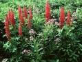 Lupinus Mon Chateau Image 1