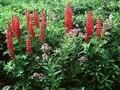 Lupinus My Castle Image 1