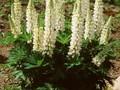 Lupinus Noble Maiden Image 1