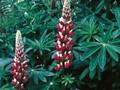 Lupinus Schlossfrau Image 1