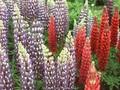 Lupinus The Pages Image 1