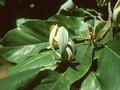 Magnolia acuminata Image 1