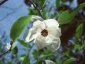 Magnolia highdownensis Image 1