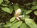 Magnolia hypoleuca Image 1