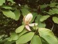 Magnolia obovata Image 1