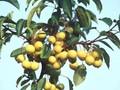 Malus Butterball Image 1