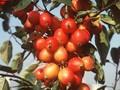 Malus John Downie Image 1