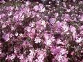 Malva alcea Image 1