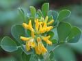Medicago arborea Image 1