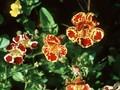 Mimulus hybridus Grandiflorus Image 1