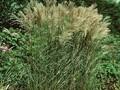 Miscanthus sinensis Kleine Fontane Image 1