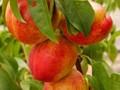 Prunus persica Image 2