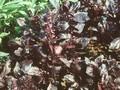Ocimum basilicum Dark Opal Image 1