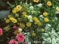 Odontospermum maritimum Image 1