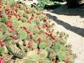 Opuntia camanchica Image 1