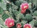 Opuntia erinacea var utahensis Image 1