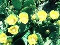 Opuntia humifusa Image 1