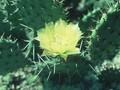 Opuntia juniperina Image 1