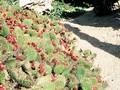 Opuntia phaeacantha var camanchica Image 1