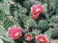 Opuntia rhodantha Image 1