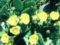 Opuntia vulgaris Image 1