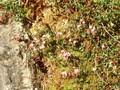 Oxyanthus palustris Image 1
