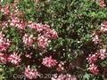 Pelargonium clypeatum Image 1