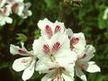 Pelargonium grandiflorum Image 1