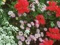 Pelargonium hortorum Image 1