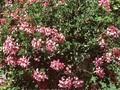 Pelargonium peltatum Image 1