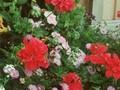 Pelargonium zonale Image 1