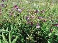 Penstemon Catherine de la Mare Image 1