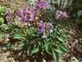 Penstemon scouleri Image 1