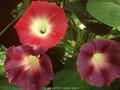 Pharbitis rubrocaerulea Image 1