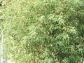 Phyllostachys bambusoides var aurea Image 1